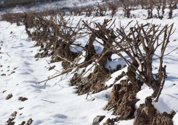 Viñedos nevados este pasado invierno. :: Díaz Uriel/