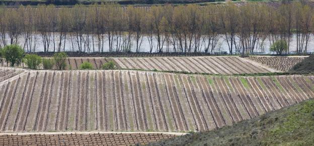 Viñedos en San Asensio, próximos al castillo de Davalillo, donde ayer se apreciaba la crecida del Ebro, en contraste con la situación de sequía del año pasado. :: sonia tercero/