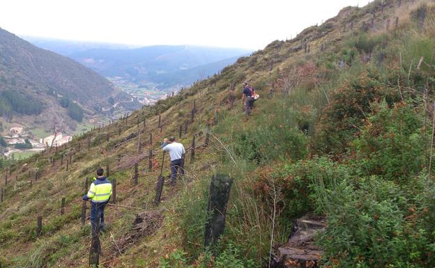 Repoblación forestal del monte.