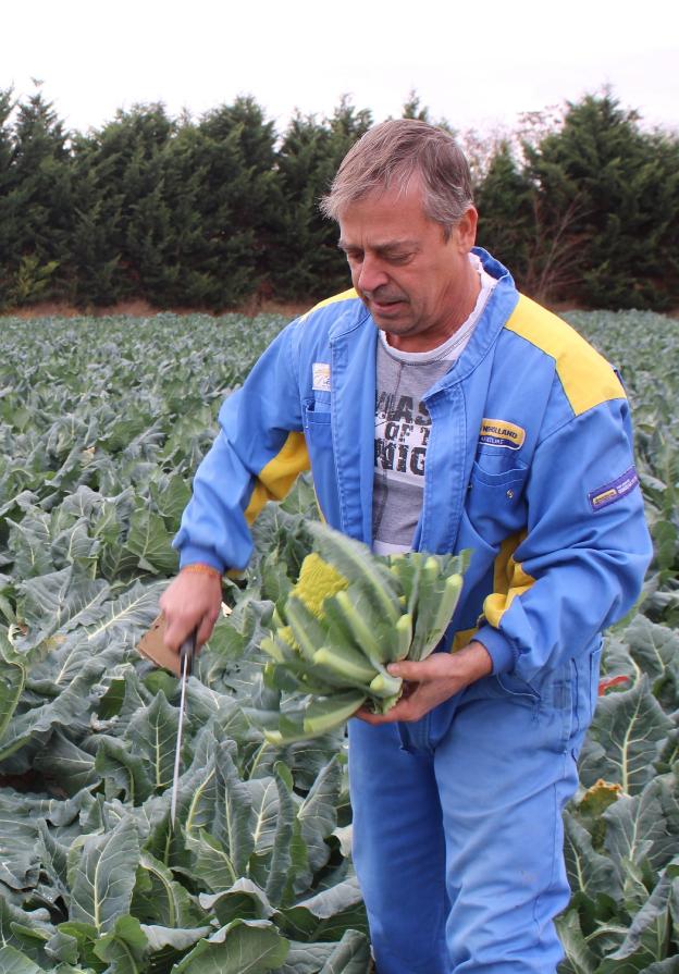 Jesús cortando sus romanescu, ayer a primera hora de la mañana. :: m.f
/