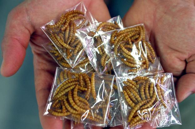 En el mercado de La Boquería se vendieron insectos. :: r. c./
