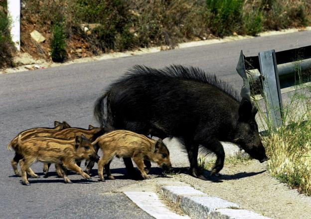 Una familia de jabalíes cruza una carretera, con el consiguiente peligro para el tráfico. :: A. dalmau/efe/