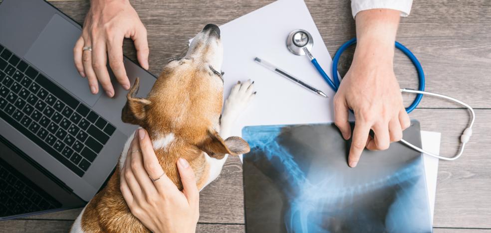 Enfermedades humanas que también sufren las mascotas La Rioja