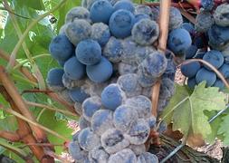 Botrytis surgida al final del ciclo en diferentes racimos. :: ENONATURA/