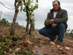El viticultor Pedro González, de Ribafrecha, muestra los daños causados por la tormenta en sus viñas. / DÍAZ URIEL/