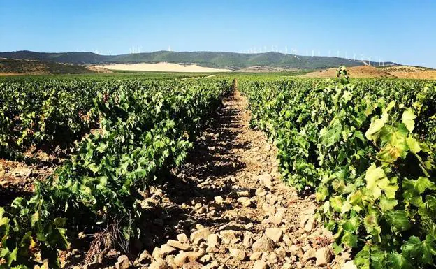 Fin (por ahora) al conflicto alavés: Rioja aprueba los vinos de pueblo y zona
