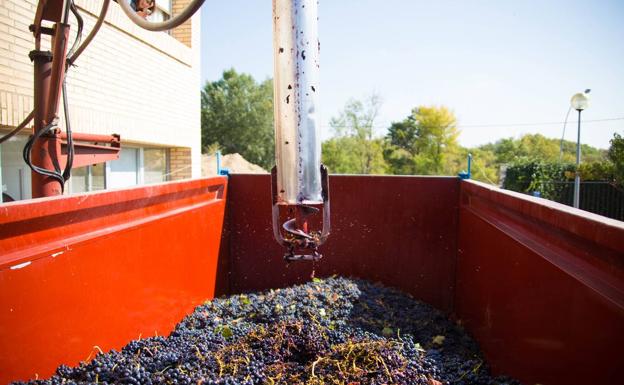 La vendimia en Rioja llega a su recta final con una calidad de uva excelente