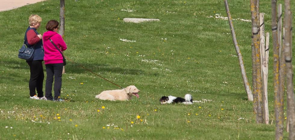 Logroño diseñará una red completa de zonas de esparcimiento canino - Vimarsana News